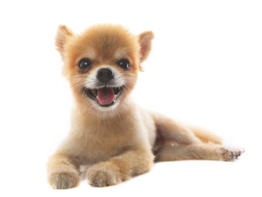 pomeranian köpek yavrusu köpek izole beyaz arka plan güzel hareket 