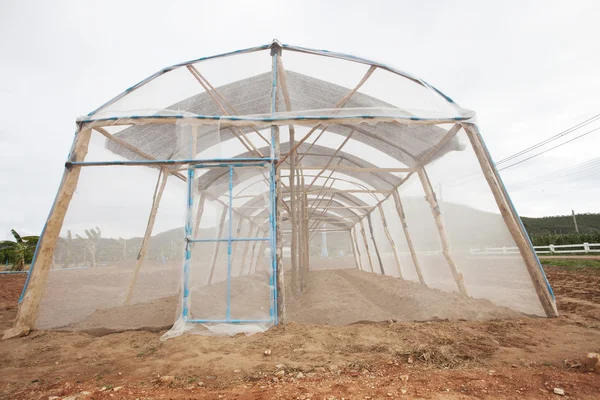 Net greenhouse cover modern clean and good vegetable and new alt — Stock Photo, Image