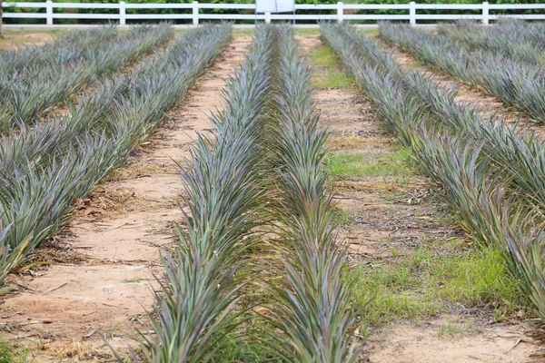 Ananász-növény mezőgazdasági területen — Stock Fotó