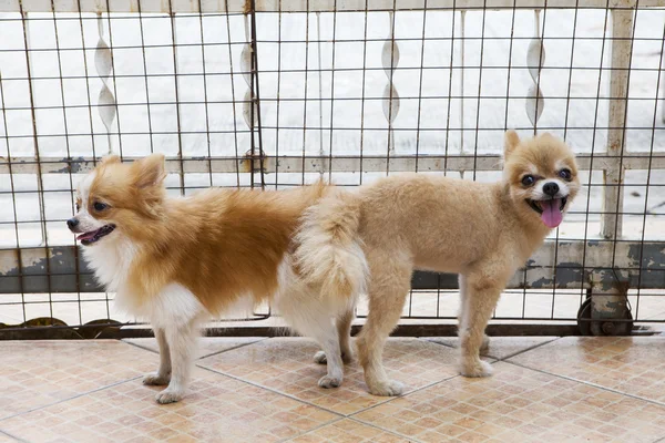 Maschio e femmina pomerania cane accoppiamento — Foto Stock