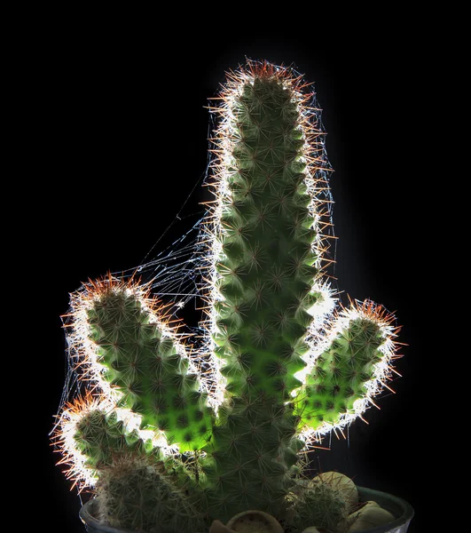 Beautiful close up and  rim light cactus on black background — Stock Photo, Image