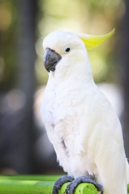 beyaz kakadu kuşlar kuşlar üzerinde durarak tıraşlama portresi