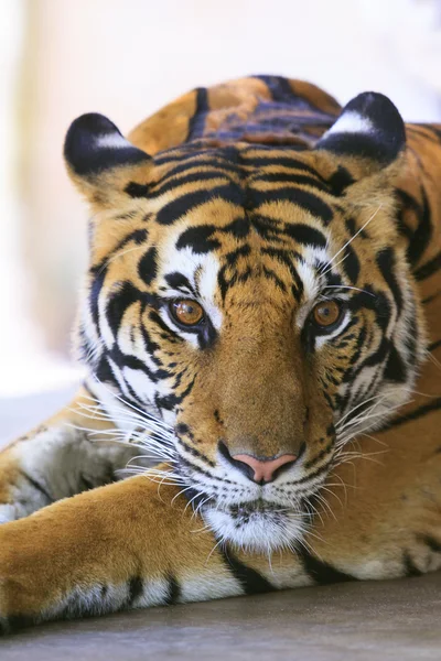 Close up face de indo rosto tigre chinês — Fotografia de Stock