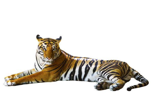 Isolated white background of indochinese tiger face lying with r