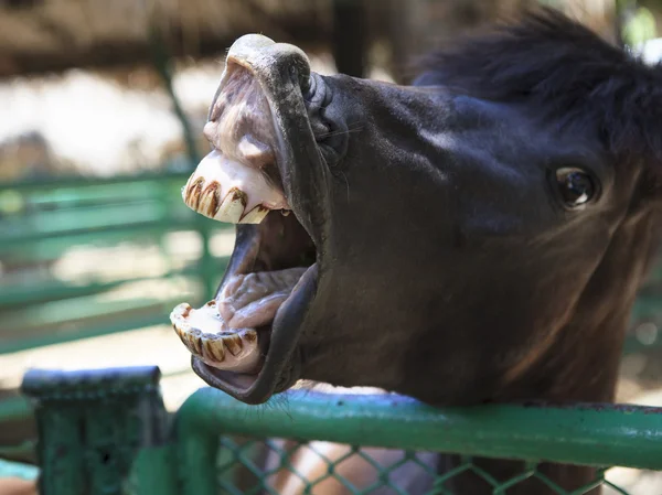 Horse mouth — Stock Photo, Image