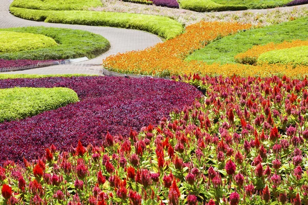 Hermosa plantación de flores decoradas en jardín — Foto de Stock