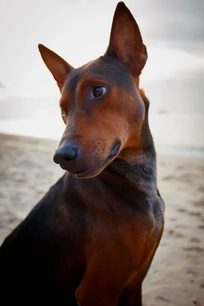 Vicino Testa Cane Thai Marrone Scuro Seduto Sulla Spiaggia Mare — Foto Stock