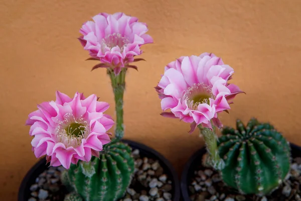 Fechar Flor Rosa Echinopsis Tubiflora Florescendo — Fotografia de Stock