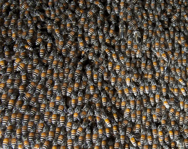 Primer plano del insecto abeja en la colmena —  Fotos de Stock