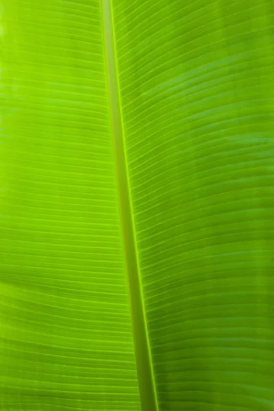 Fotografia vertical da folha de banana verde — Fotografia de Stock
