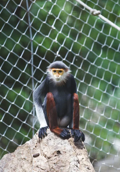 Vermelho-shanked douc sentado na rocha em animais zoológico — Fotografia de Stock