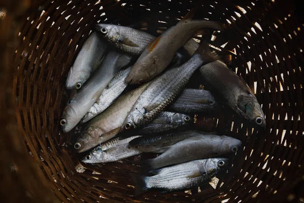 Sea Fish Lying Fisher Man Bamboo Basket — Stock Photo, Image