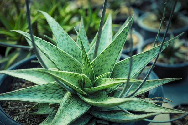 Close Hybrid Aloe Plant Planting Pot — Stock Photo, Image