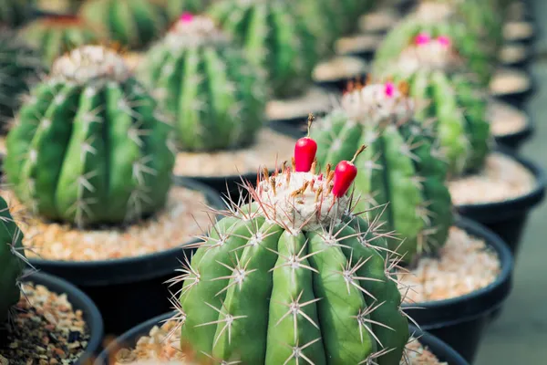 Melocactus Kırmızı Meyvesini Sulu Serada Kapatın — Stok fotoğraf