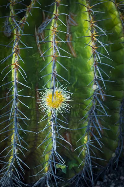 Close Little Pup Echion Barrel Cactus — Stock Photo, Image