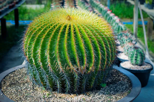 Zamknąć Pełną Gamę Kaktusów Echino Doniczce — Zdjęcie stockowe