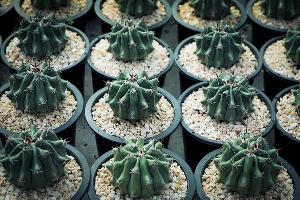 Grupo Ferocactus Que Crecen Maceta — Foto de Stock