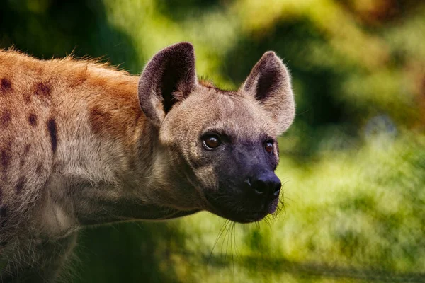 Menutup Wajah Hyena Dan Mata Mencari Untuk Berburu — Stok Foto