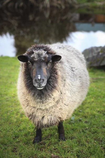 Moutons Domestiques Nouvelle Zélande Ferme — Photo