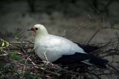 Yuvada yumurtadan çıkan Pied Imperial-güvercini (Ducula bicolor)