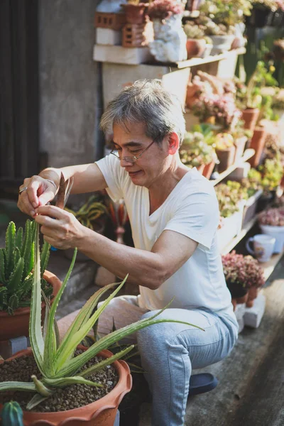 Asian Senior Man Taking Care Succulent Plant Home Garden — Stok fotoğraf