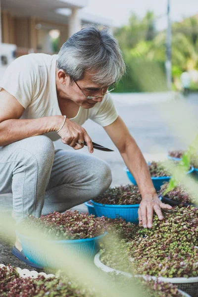 Senior Man Take Care Ribbon Chalee Plant Home Garden — Stok fotoğraf