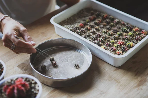 hand of cactus garden collecting gymnocalycium offset 