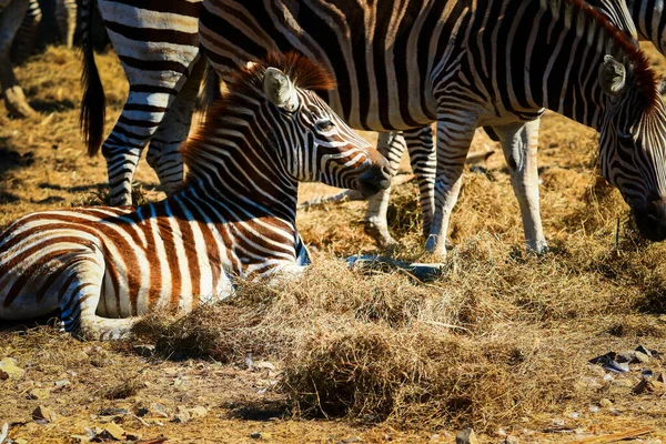 Flock Zebra Dirt Ground — Stock Photo, Image