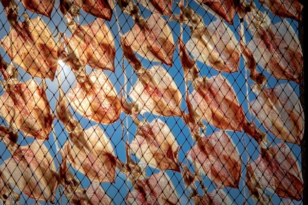 하늘을 배경으로 고기잡는 있는건 오징어 — 스톡 사진