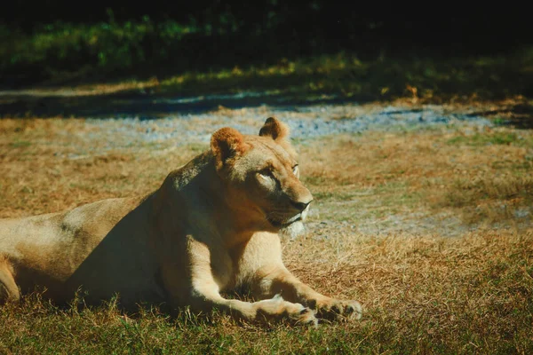 Lionne Couchée Sur Champ Herbe Impatiente — Photo