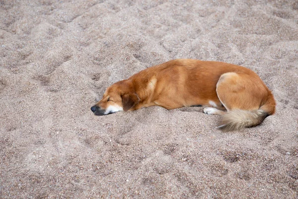 Cane Solitario Sdraiato Terreno Sabbia — Foto Stock