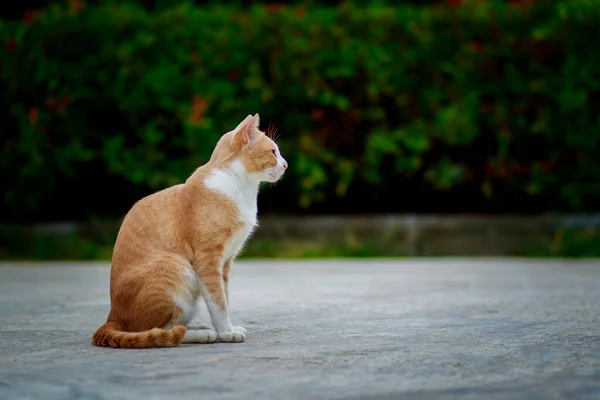 セメントの地面に座っているタイの国内猫 — ストック写真