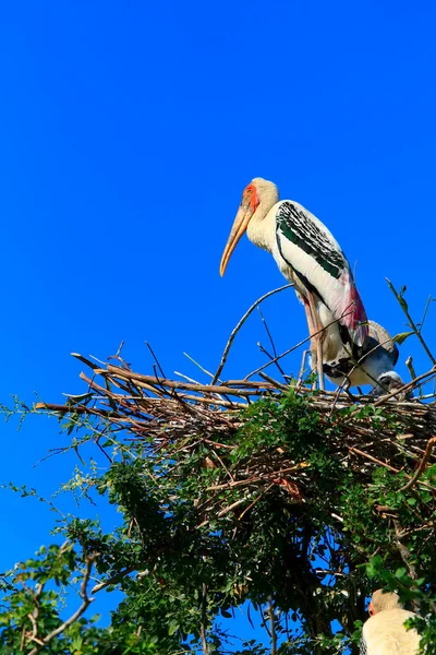 Målad Stork Mycteria Leucocephala Brud Stående Fågelbo Mot Klarblå Himmel — Stockfoto