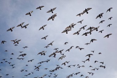 Mavi bulutlu gökyüzünde uçan hız yarış güvercini sürüsü