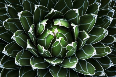 Agave bitkisinin güzel soyut üst görüntüsü 