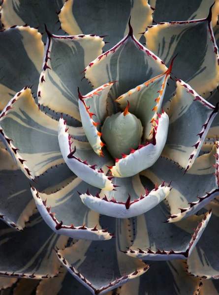 Όμορφη Θέα Του Φυτού Patoorum Variegated Agave — Φωτογραφία Αρχείου