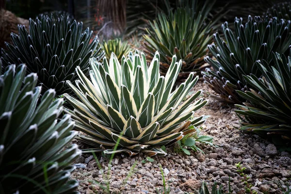 Agave Victoria Pflanzung Einem Saftigen Garten — Stockfoto