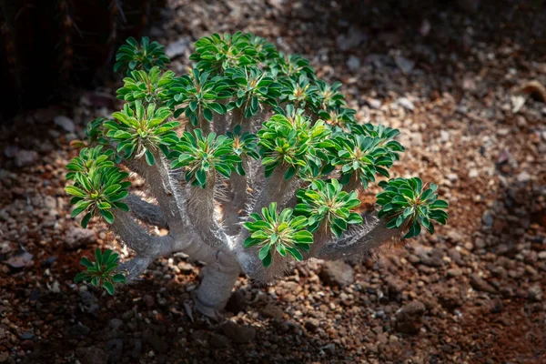 Pachypodium Crecimiento Planta Suelo Seco — Foto de Stock