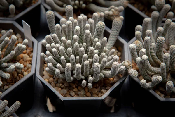 Cactus Turbinicarpus Minima Crecimiento Maceta — Foto de Stock