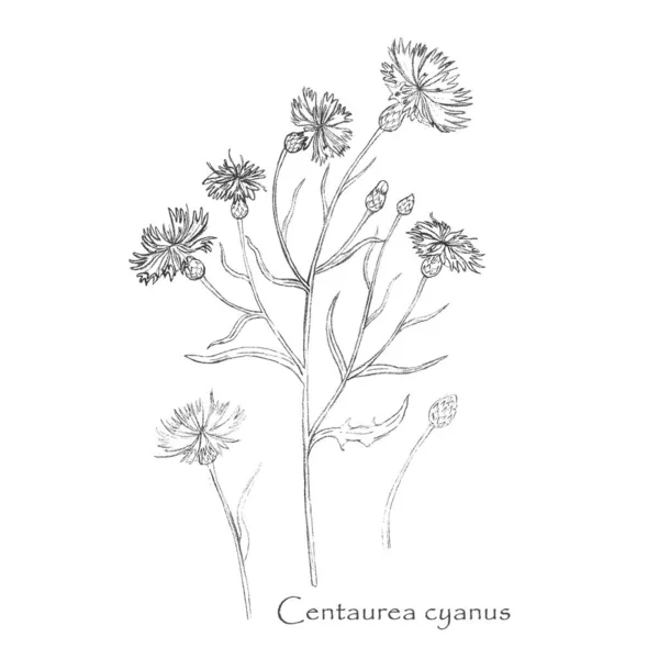 Handgetekende Korenbloem of Centaurea cyanus geïsoleerd — Stockvector
