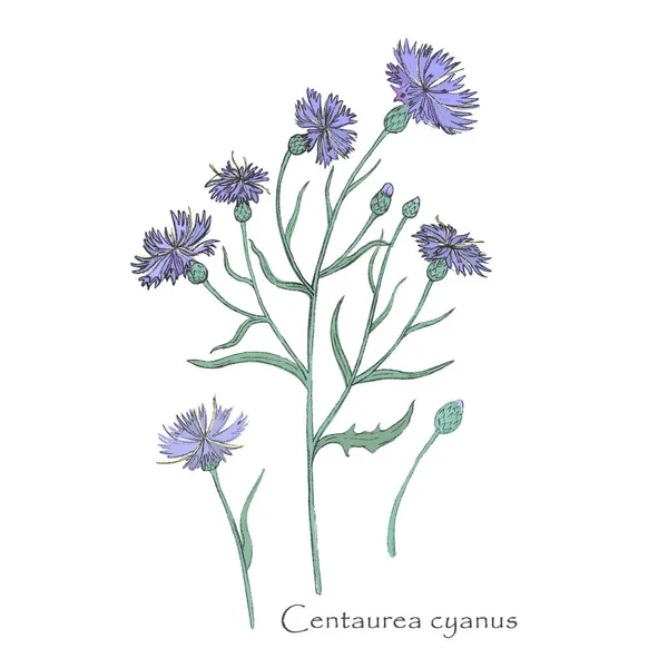 Hand drawn Cornflower or Centaurea cyanus isolated — Stock Vector