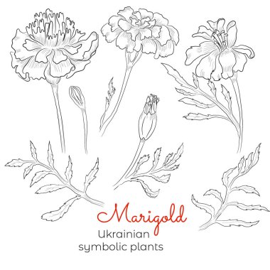 Beyaz arka planda çeşitli dallar, yapraklar, tomurcuklar ve çiçekler içeren bir set. Latince adı Tagetes olan Ukrayna 'nın sembolik bitkisi. EPS10 Vektör İllüstrasyonu.