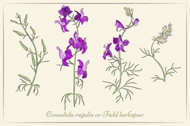 Renkli bir Field Larkspur seti, dalları, yaprakları, tomurcukları ve bej arka planda izole edilmiş çiçekleri var. Latince adı Consolida regalis olan sıradan bir bahçe bitkisi. EPS10 Vektör İllüstrasyonu.