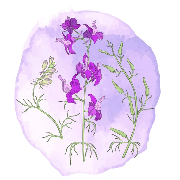 Composition Colored Consolida Regalis Forking Larkspur Plant Placed Watercolor Texture — Wektor stockowy