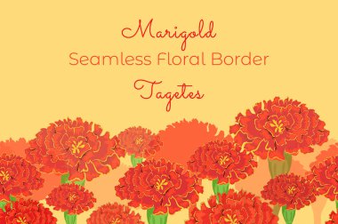 Seamless floral border with the Marigold flower heads. Tagetes flowers filled with colour, coloured and outline, and simple silhouette in one seamless pattern. Seamless border for print and web usage.
