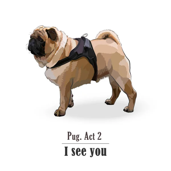 Isolated Pug Dog Watchful Expression Colourful Vector Illustration Pug Looking — Image vectorielle