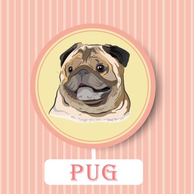 Happy Pug dog portrait on the stripy backdrop. Colourful vector illustration of a Pugs head with a happy and content look. Purebred, Fawn-coloured adult Pugs portrait.