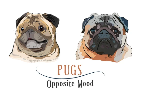 Two Pugs Portrait Expressions Colourful Vector Illustration Happy Pug Grumpy —  Vetores de Stock