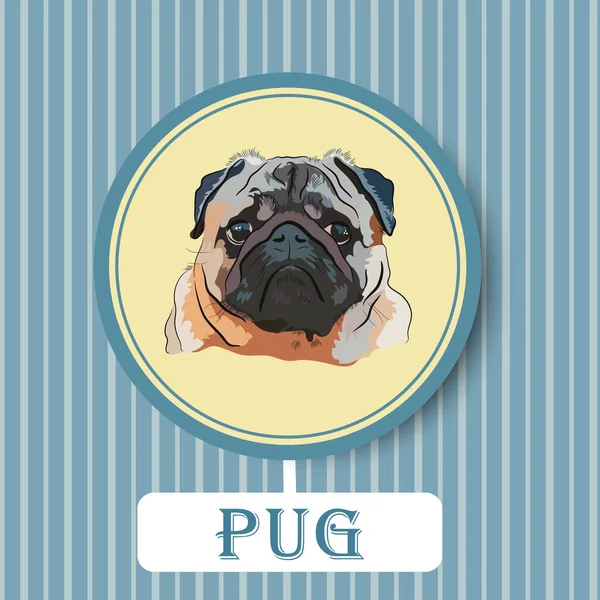 Grumpy Pug Dog Portrait Stripy Backdrop Colourful Vector Illustration Pugs —  Vetores de Stock