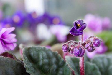 Saintpaulia Purple Flower Blossoming. Close-up view of the violets purple buds. The detailed fluffy surface of the delicate flower.
